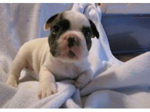 franz�sisch Bulldogge Welpen