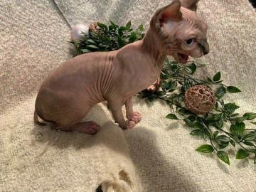 Sphynx Katzchen abgabebereit mit Stammba