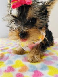 sch?ne Teetasse von Yorkie-Welpen