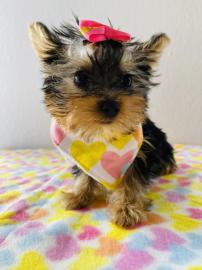 sch?ne Teetasse von Yorkie-Welpen