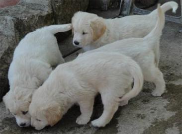 vier reinrassige Golden Retriever-Welpen