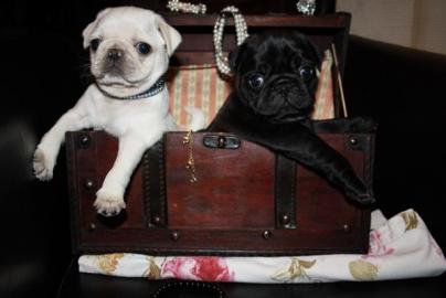 Mini Mops Welpen Schwarz Und Beige