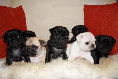 Mini Mops Welpen Schwarz Und Beige