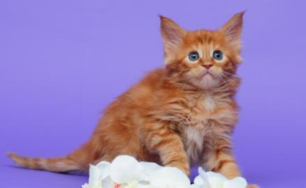 wundersch�ne Maine Coon K�tzchen