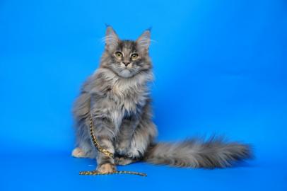 wundersch�ne Maine Coon K�tzchen