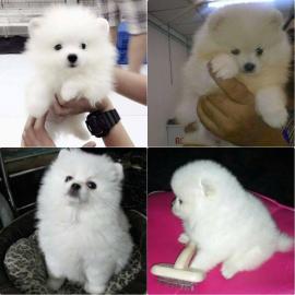 Pomeranian Zwergspitz Welpen    250 EUR