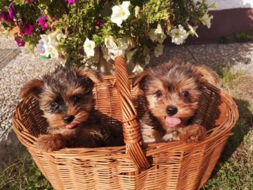 Yorkshire Terrier Welpen