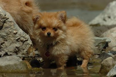 sch�ne Pomeranian Welpen