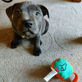 Spezielle kleine Pitbull-Welpen