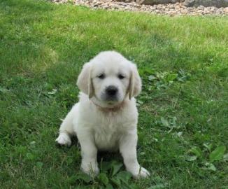 Golden Retriever Welpen mit papieren wha