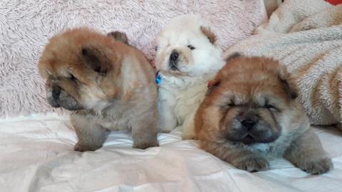 Chow Chow Welpe weiblich, cremefarben mi
