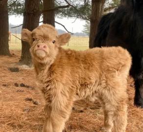 Mini Highland Cattle,Dexter,Schottisches