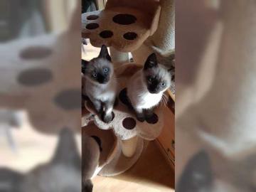 Siam Baby Kitten Babys K�tzchen Siambaby