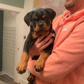 Rottweiler Puppies