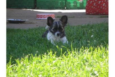 Wundersch�ne MINI Chihuahua Welpen