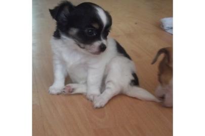 Wundersch�ne MINI Chihuahua Welpen