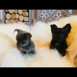 Reinrassige chihuahua Welpen.  .  .  WHATSA