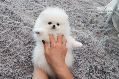MINI POMERANIAN ZWERGSPITZ BOO WELPEN ZU