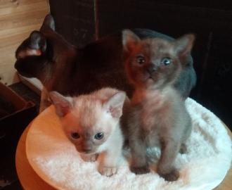 Sch?ne burmesische K?tzchen