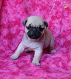 Wundersch?ne Mini Mops Welpen