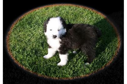 S��e Mini Aussie Welpen