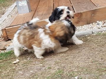 Gut aussehende Shih Tzu Welpen