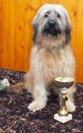 Katalanischer Sch�ferhund Welpen