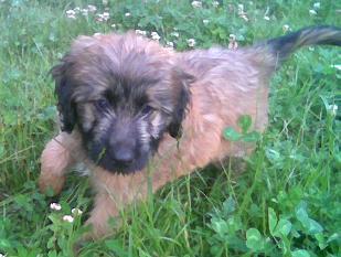 Katalanischer Sch�ferhund Welpen