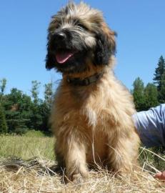 Katalanischer Sch�ferhund Welpen