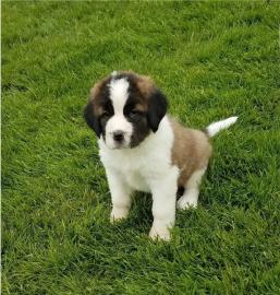 Wundersch?ne Saint Bernard Welpen zu ver