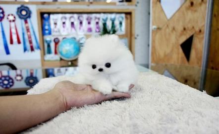 Zwergspitz/Pomeranian zu verkaufen