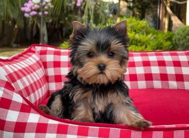 Reinrassiger Yorkshire Terrier Welpe