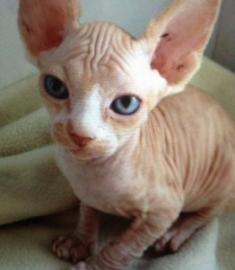 Sphynx K�tzchen