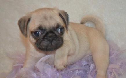 Mops Welpe, mit FCI Papieren!