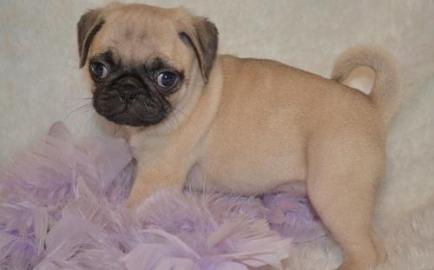 Mops Welpe, mit FCI Papieren!