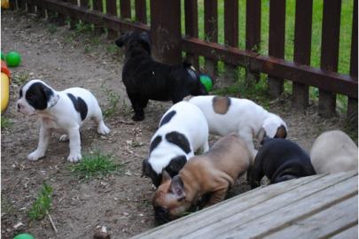 Franz.  Bulldoggen Welpen choco linie