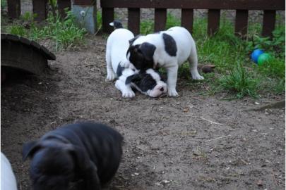 Franz.  Bulldoggen Welpen choco linie