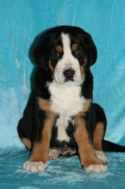 Grosser Schweizer Sennenhund