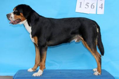 Grosser Schweizer Sennenhund