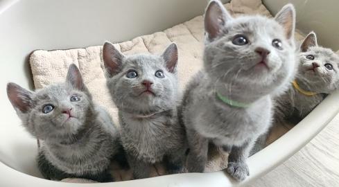 Russisch Blau Kitten
