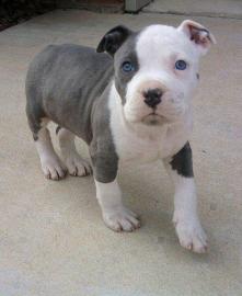 gesunde pitbull welpen zur verf�gung