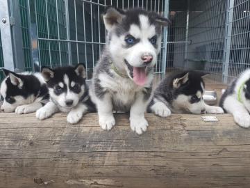 Charmante Siberian Husky Welpen