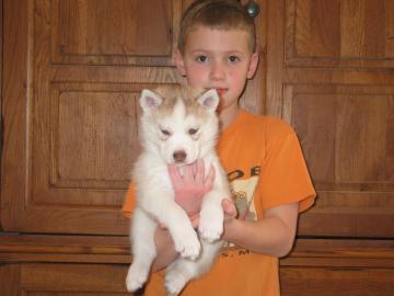Riesen Siberian Husky Welpen