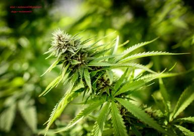 G?NSTIGE MEDIZINKR?UTER UND CANNABIS )