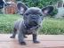 Reinrassige Franz?sische Bulldogge Welp
