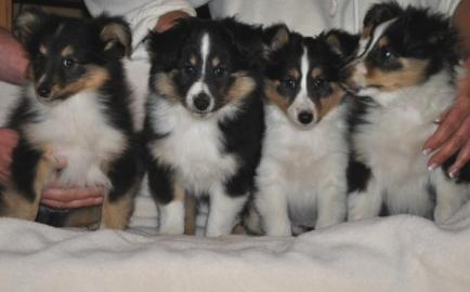 Shetland Sheepdog, Sheltie Welpen mit Pa