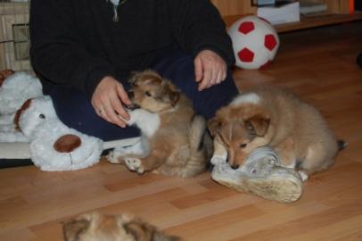 Shetland Sheepdog, Sheltie Welpen mit Pa