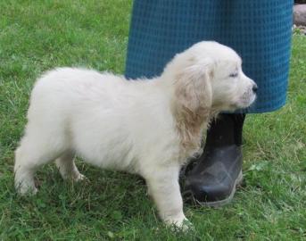 M?nnliche und weibliche Golden Retriever
