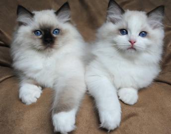 Wundersch�ne Ragdoll-K�tzchen