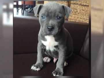 Reinrassige Pitbull Welpen